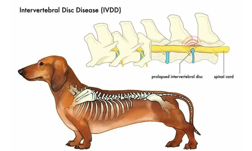 Massage a Dog with IVDD