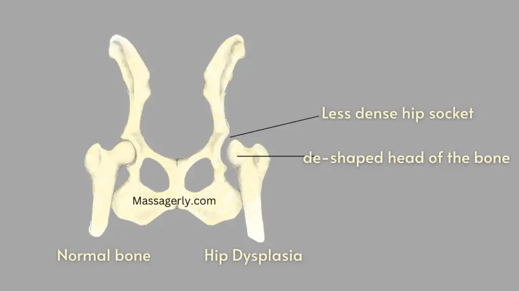 8 Hacks for effective Dog Massage for Hip Dysplasia - Massagerly